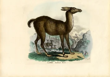 Lama, 1863-79